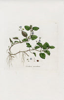 Curtis Flora Polygonum Aviculare - Panteek Antique Prints