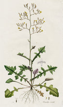 Curtis Flora Prenanthes Muralis - Panteek Antique Prints