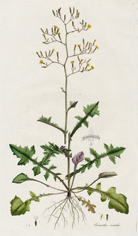 Curtis Flora Prenanthes Muralis - Panteek Antique Prints