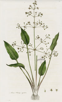 Curtis Flora Primrose - Panteek Antique Prints