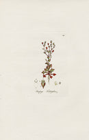 Curtis Flora Saxifraga Tridactylites - Panteek Antique Prints