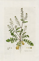Curtis Flora Sisymbrium Terrestre - Panteek Antique Prints