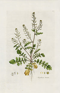 Curtis Flora Sisymbrium Terrestre - Panteek Antique Prints
