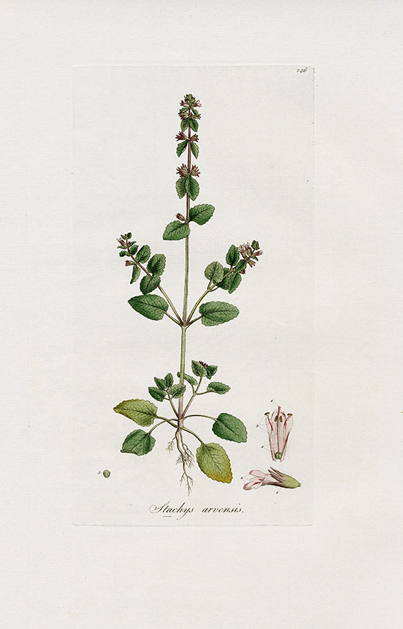 Curtis Flora Stachys Arvensis