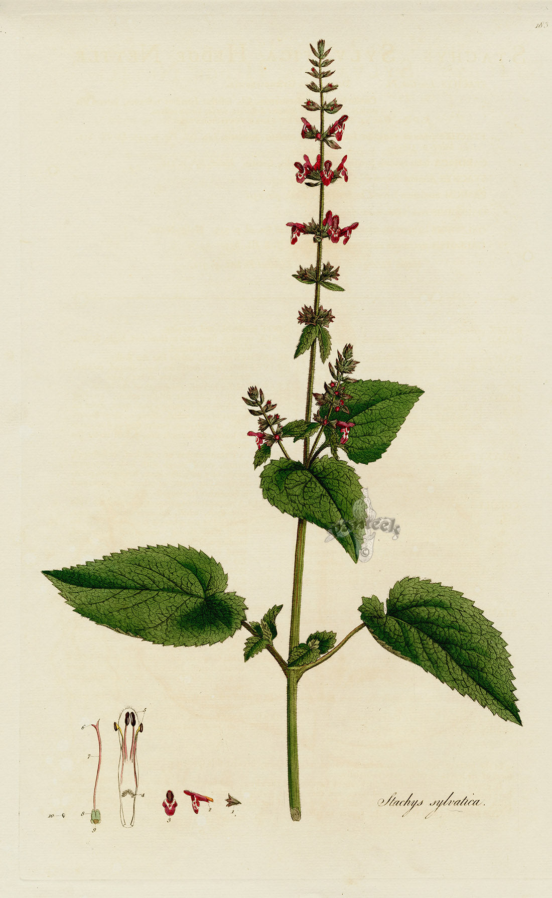 Curtis Flora Stachys sylvatica