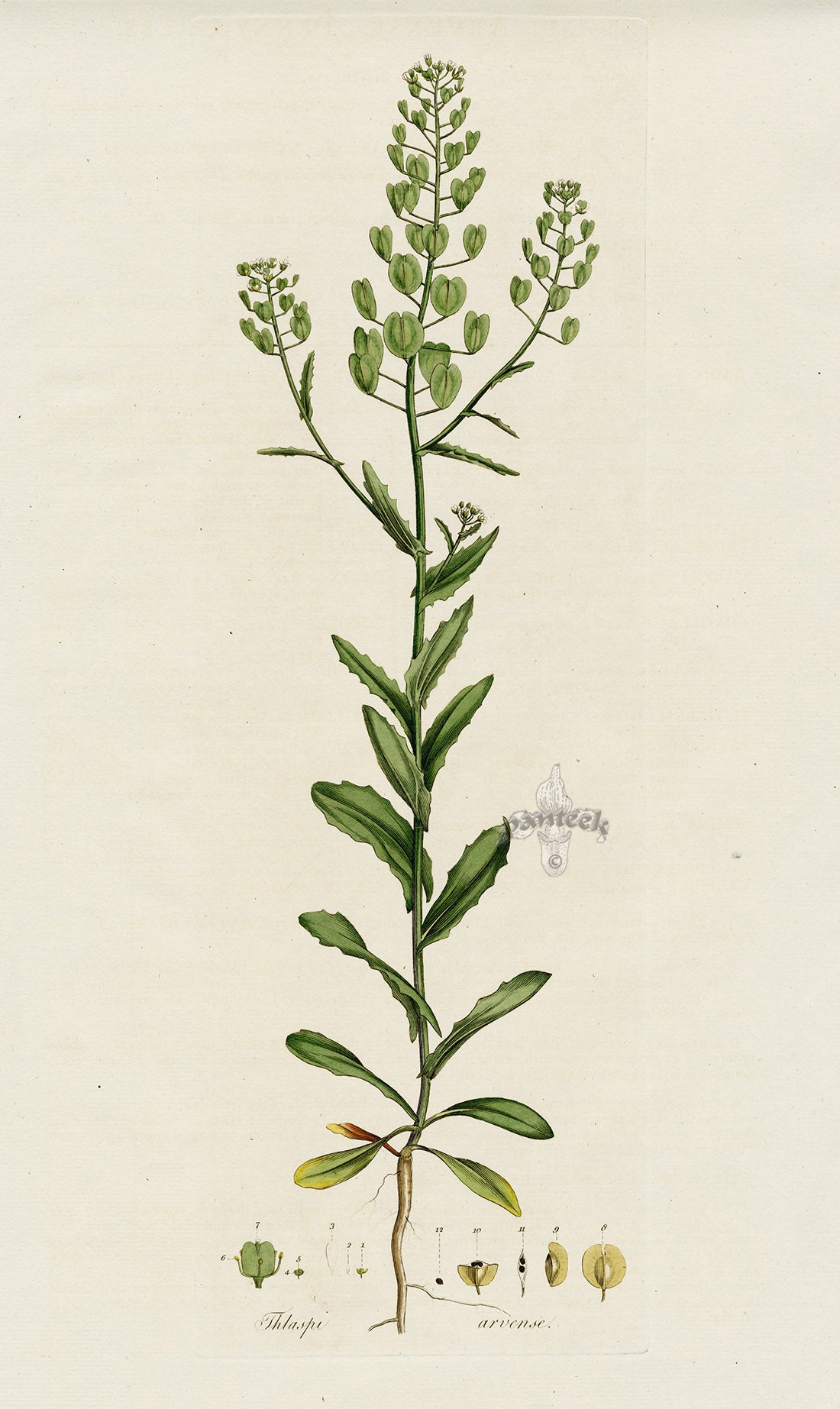 Curtis Flora Thlaspi Arvense