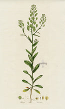 Curtis Flora Thlaspi Arvense - Panteek Antique Prints