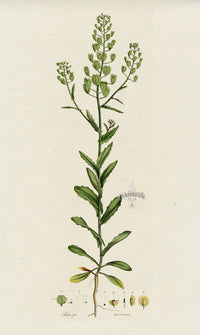Curtis Flora Thlaspi Arvense - Panteek Antique Prints