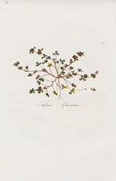 Curtis Flora Trifolium Glomeratum - Panteek Antique Prints