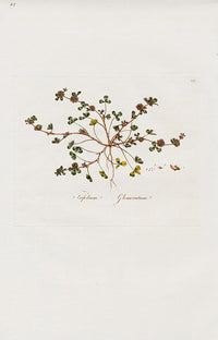 Curtis Flora Trifolium Glomeratum - Panteek Antique Prints