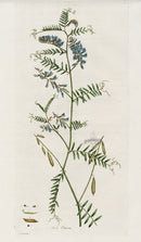 Curtis Flora Vicia Cracca - Panteek Antique Prints