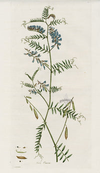 Curtis Flora Vicia Cracca - Panteek Antique Prints
