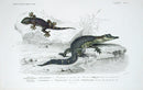 D'Orbigny Antique Reptile, Amphibian Print 1849 Aligator, Gecko - Panteek Antique Prints