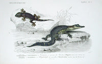 D'Orbigny Antique Reptile, Amphibian Print 1849 Aligator, Gecko - Panteek Antique Prints