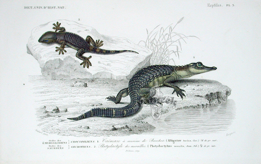 D'Orbigny Antique Reptile, Amphibian Print 1849 Aligator, Gecko