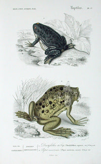 D'Orbigny Antique Reptile, Amphibian Print 1849 American Pipa Frog - Panteek Antique Prints