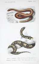 D'Orbigny Antique Reptile, Amphibian Print 1849 Boa Constictor - Panteek Antique Prints