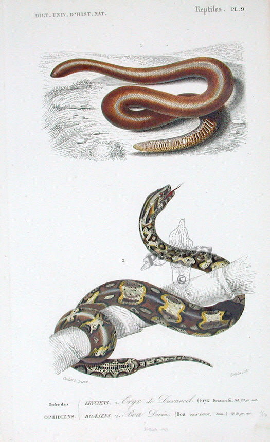 D'Orbigny Antique Reptile, Amphibian Print 1849 Boa Constictor