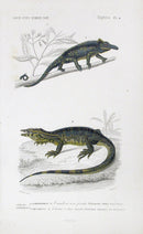 D'Orbigny Antique Reptile, Amphibian Print 1849 Chameleon - Panteek Antique Prints