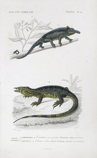 D'Orbigny Antique Reptile, Amphibian Print 1849 Chameleon - Panteek Antique Prints