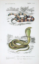 D'Orbigny Antique Reptile, Amphibian Print 1849 Coral Snake, Cobra - Panteek Antique Prints