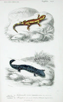 D'Orbigny Antique Reptile, Amphibian Print 1849 Fire Salamander - Panteek Antique Prints