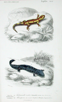 D'Orbigny Antique Reptile, Amphibian Print 1849 Fire Salamander - Panteek Antique Prints