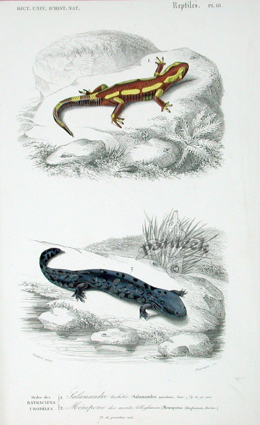 D'Orbigny Antique Reptile, Amphibian Print 1849 Fire Salamander