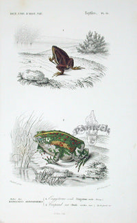 D'Orbigny Antique Reptile, Amphibian Print 1849 Green Toad - Panteek Antique Prints