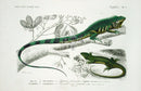 D'Orbigny Antique Reptile, Amphibian Print 1849 Iguana, Green Lizard - Panteek Antique Prints
