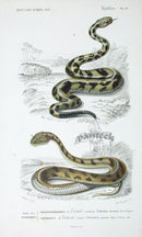 D'Orbigny Antique Reptile, Amphibian Print 1849 Rattlesnake, Horned Viper - Panteek Antique Prints