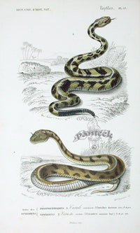 D'Orbigny Antique Reptile, Amphibian Print 1849 Rattlesnake, Horned Viper - Panteek Antique Prints