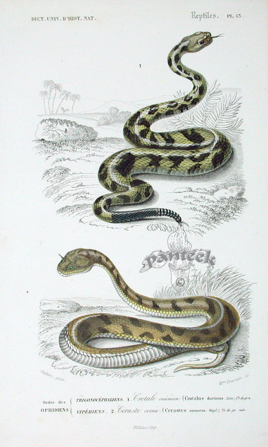 D'Orbigny Antique Reptile, Amphibian Print 1849 Rattlesnake, Horned Viper