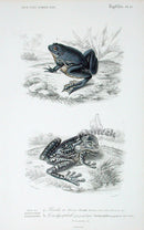 D'Orbigny Antique Reptile, Amphibian Print 1849 Tree Frog - Panteek Antique Prints