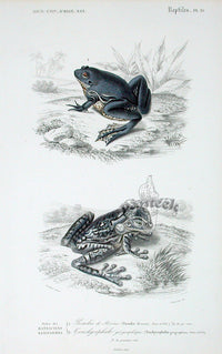 D'Orbigny Antique Reptile, Amphibian Print 1849 Tree Frog - Panteek Antique Prints