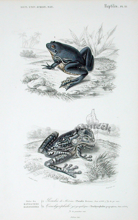 D'Orbigny Antique Reptile, Amphibian Print 1849 Tree Frog