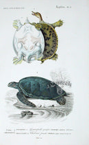 D'Orbigny Antique Reptile, Amphibian Print 1849 Turtles - Panteek Antique Prints