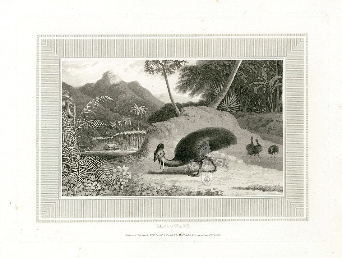 Daniell Birds Cassowary Original Print