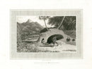 Daniell Birds Cassowary Original Print - Panteek Antique Prints