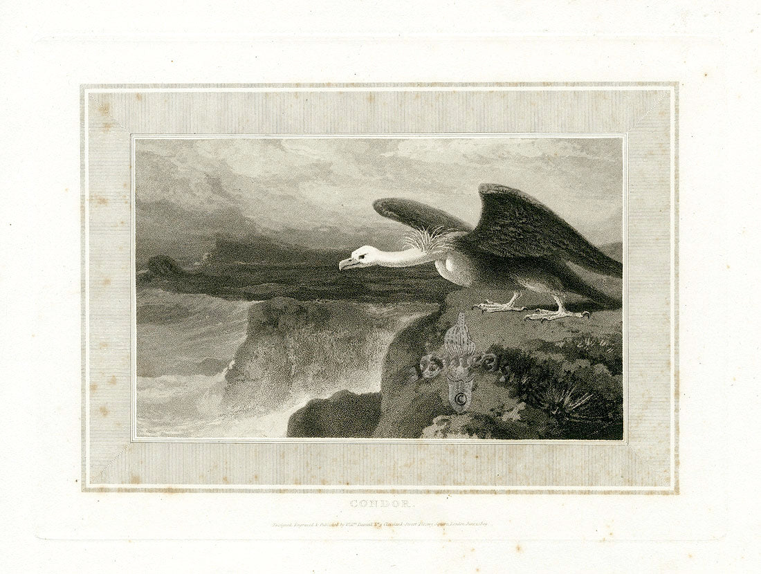 Daniell Birds Condor Original Print