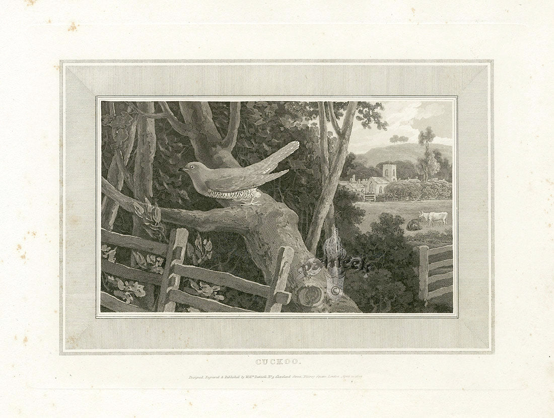 Daniell Birds Cuckoo Original Print