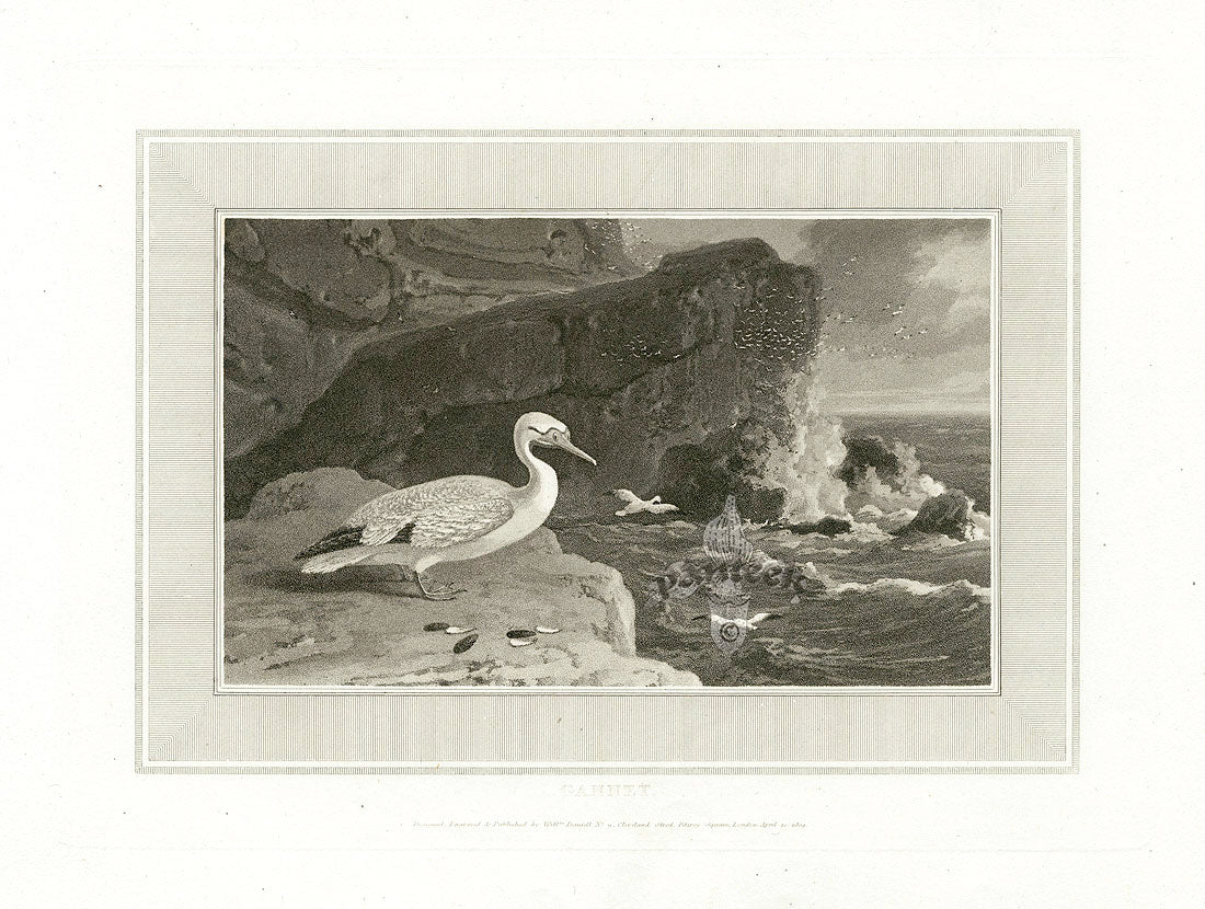 Daniell Birds Gannet Original Print
