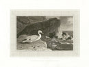 Daniell Birds Gannet Original Print - Panteek Antique Prints