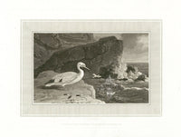 Daniell Birds Gannet Original Print - Panteek Antique Prints