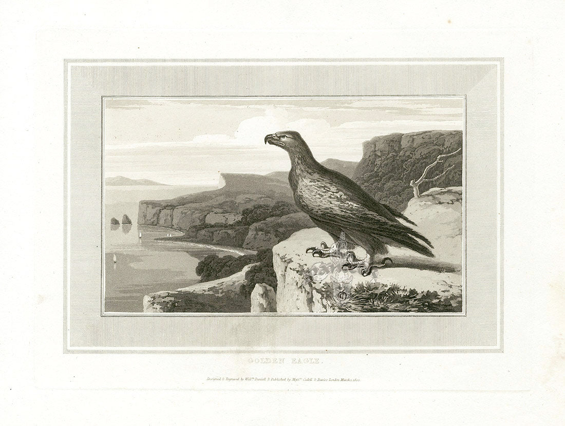 Daniell Birds Golden Eagle Original Print