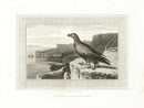 Daniell Birds Golden Eagle Original Print - Panteek Antique Prints