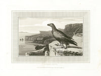 Daniell Birds Golden Eagle Original Print - Panteek Antique Prints