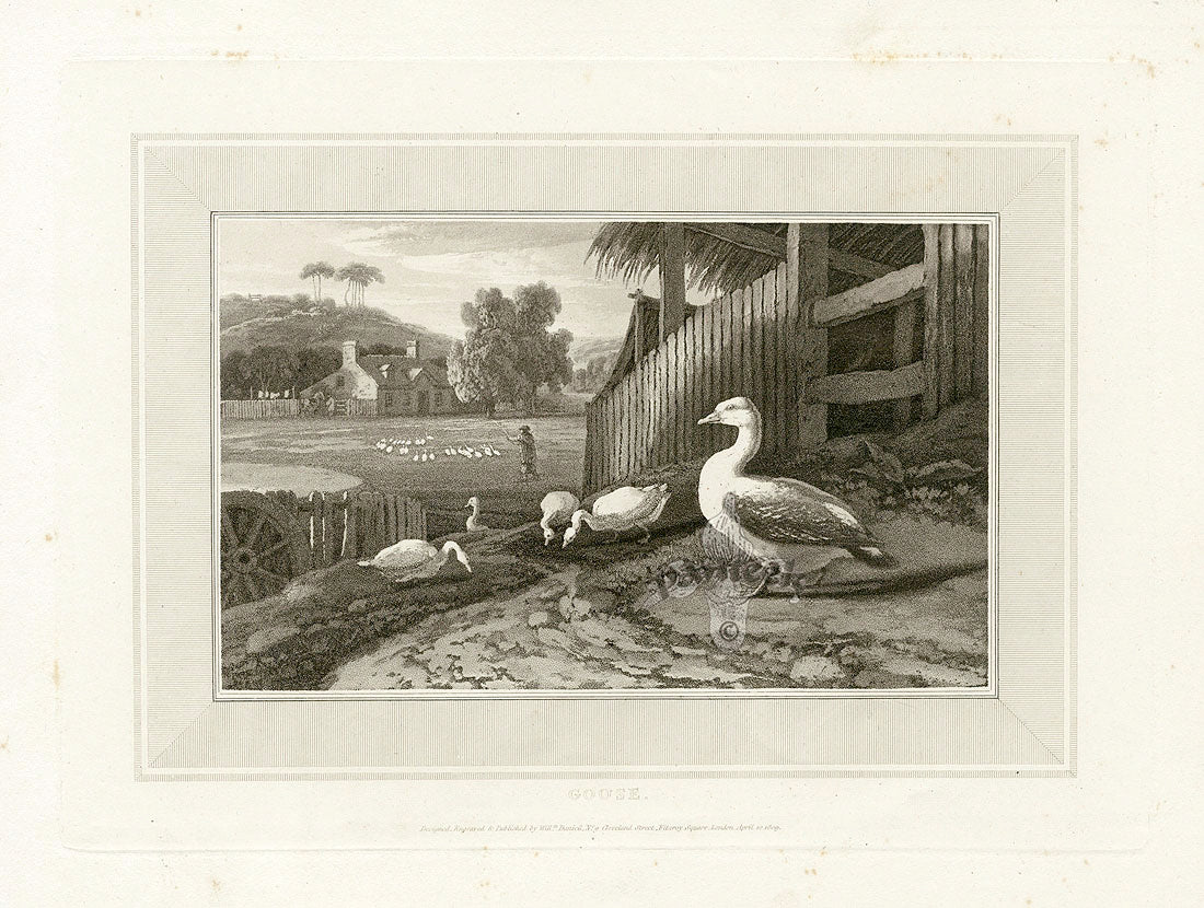 Daniell Birds Goose Original Print
