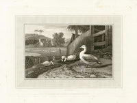 Daniell Birds Goose Original Print - Panteek Antique Prints