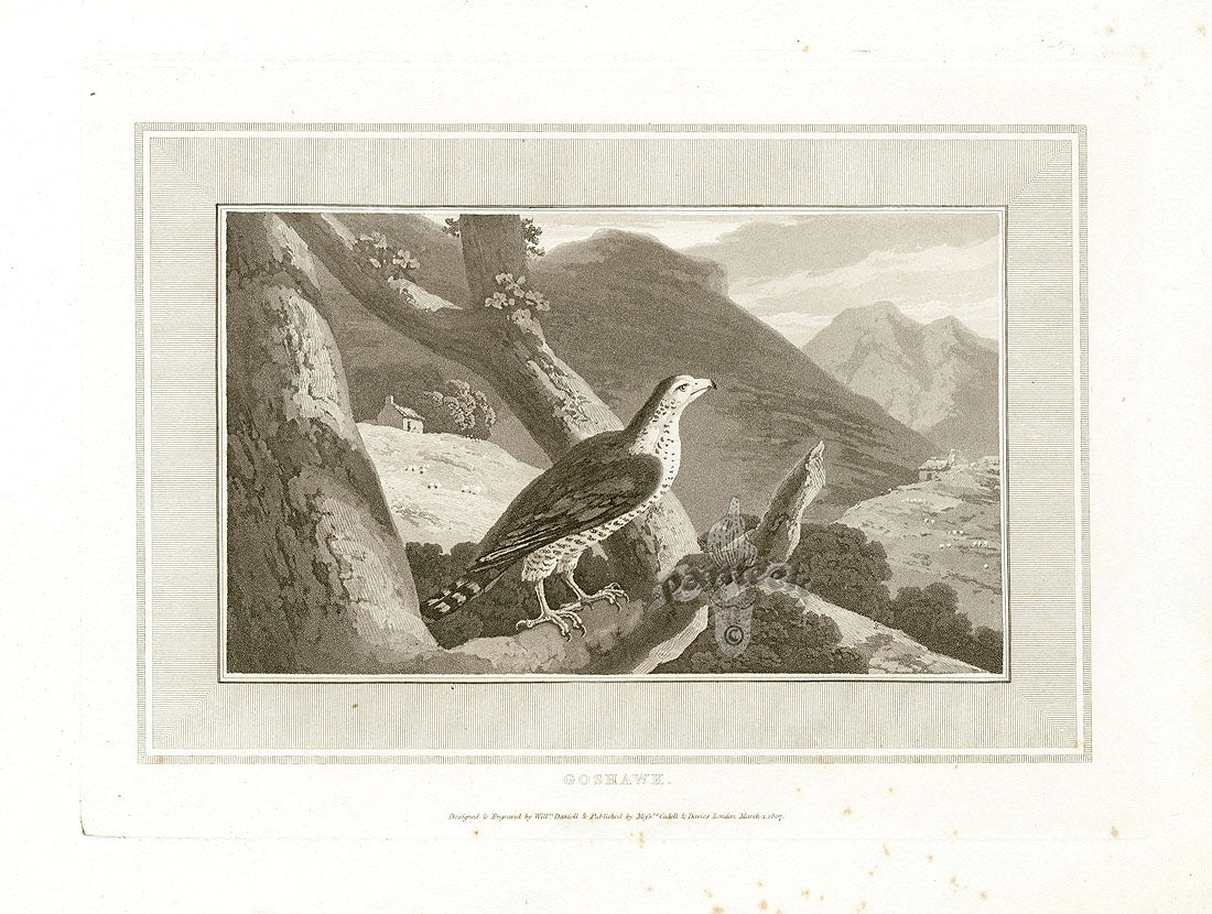 Daniell Birds Goshawk Original Print